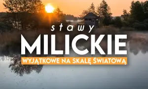 Mglisty poranek nad stawami milickimi. Idealne miejsce na odkrywanie tras rowerowych i podziwianie przyrody.