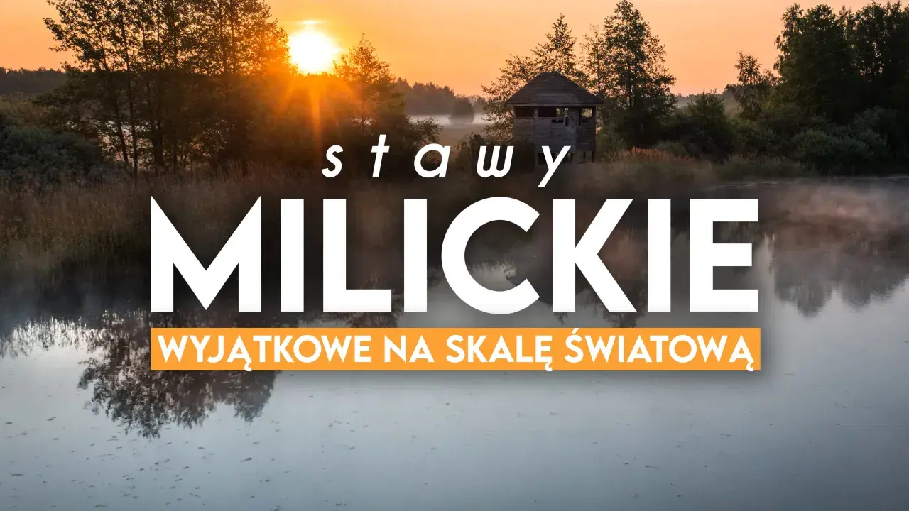 Mglisty poranek nad stawami milickimi. Idealne miejsce na odkrywanie tras rowerowych i podziwianie przyrody.
