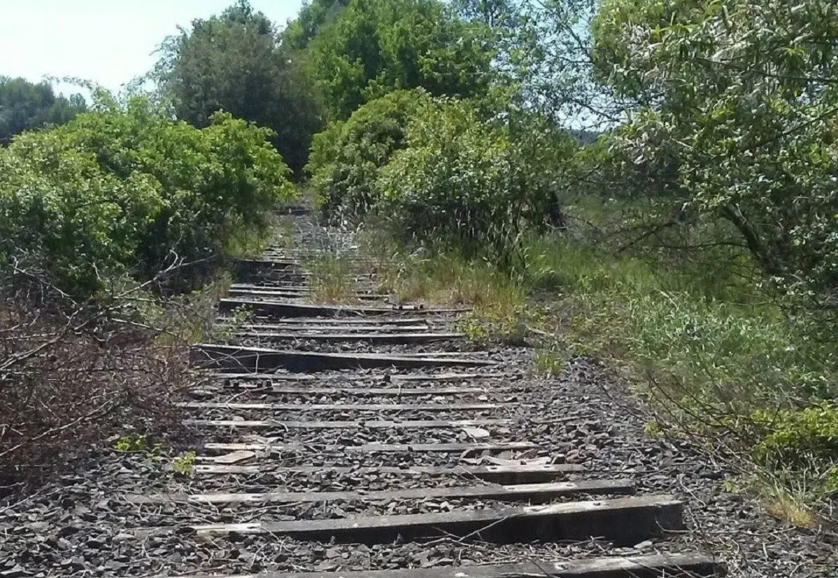 Zarośnięta ścieżka rowerowa trasą dawnej kolejki wąskotorowej, porośnięta trawami i krzewami.