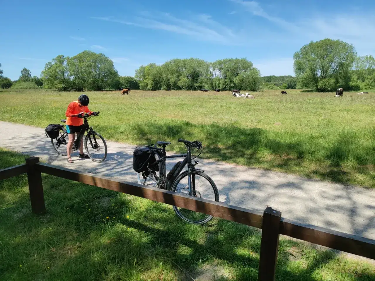 Rowerzyści na trasie Szlak Stu Jezior, w tle pasące się krowy na zielonej łące.
